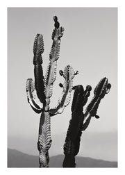 Wild Cacti Print