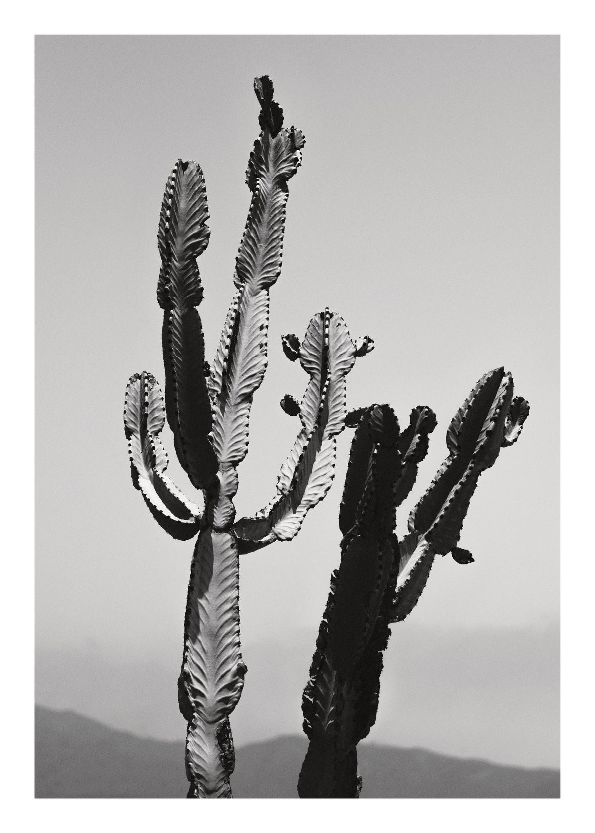 Wild Cacti Print
