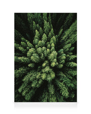 Aerial Forest Canvas print