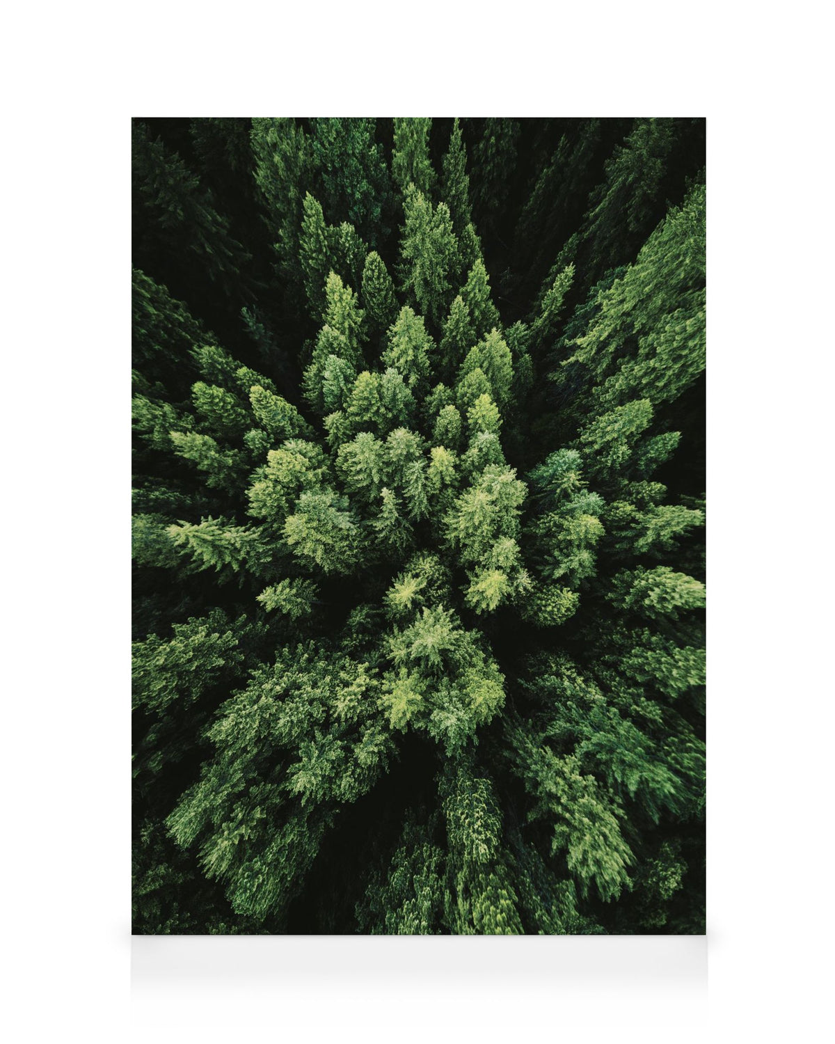 Aerial Forest Canvas print