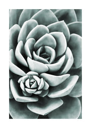 Mint Green Succulent Print