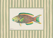 Vintage Parrotfish Print