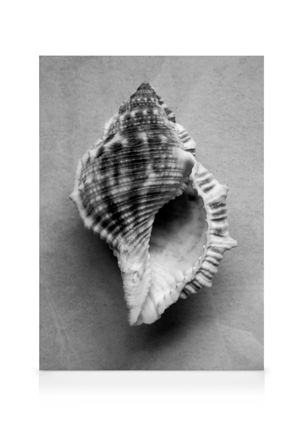 Monochrome Shell Canvas print