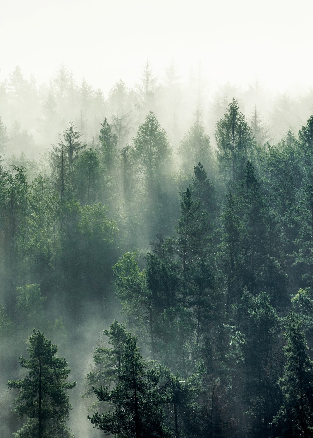 Forest Veil No3 Print