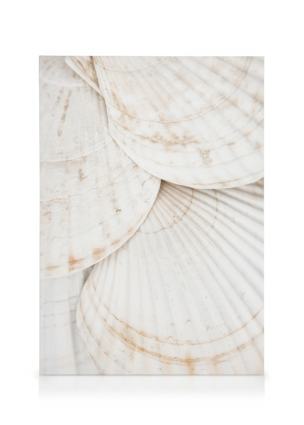 Seashells Canvas print