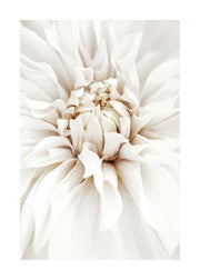 Dreamy White Dahlia Print