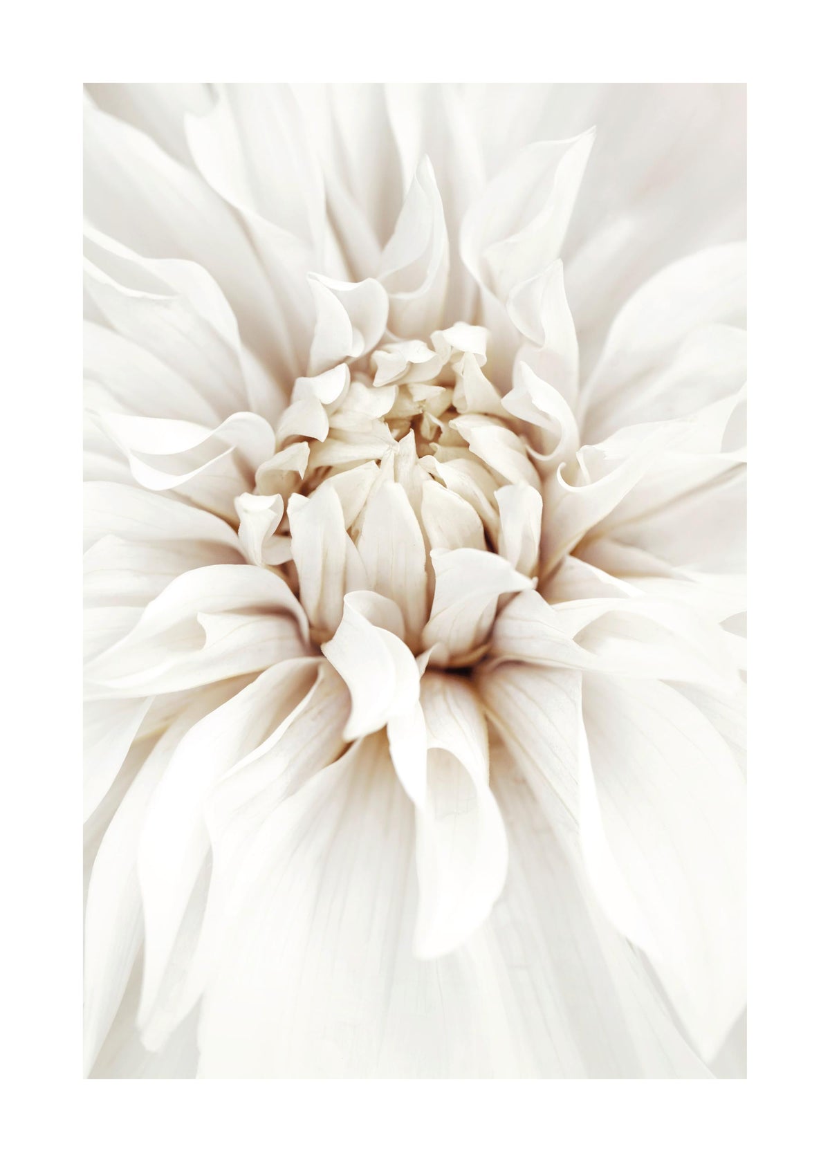 Dreamy White Dahlia Print