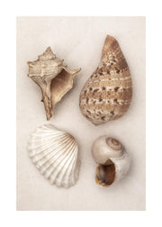 Soft Shells Print
