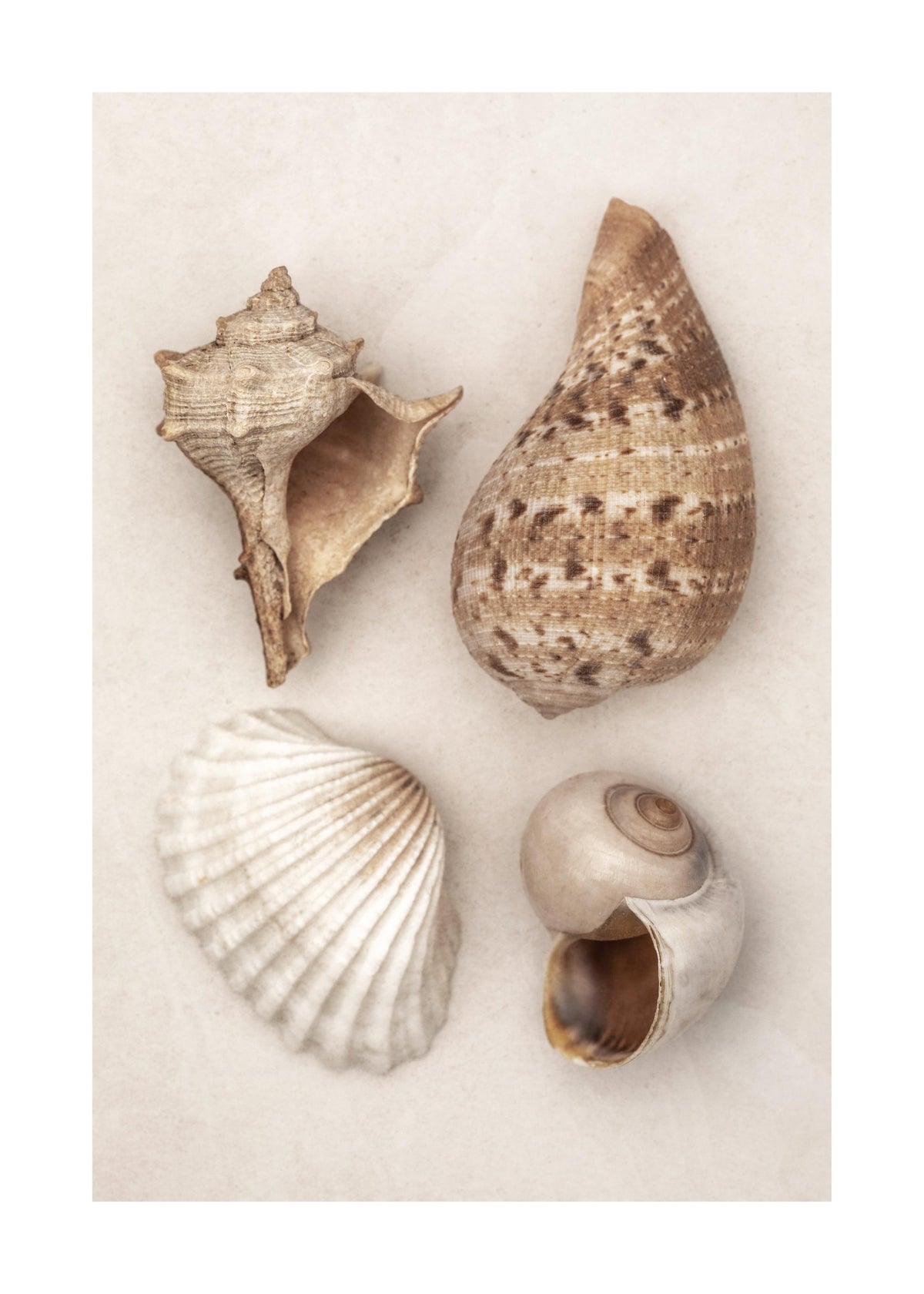 Soft Shells Print