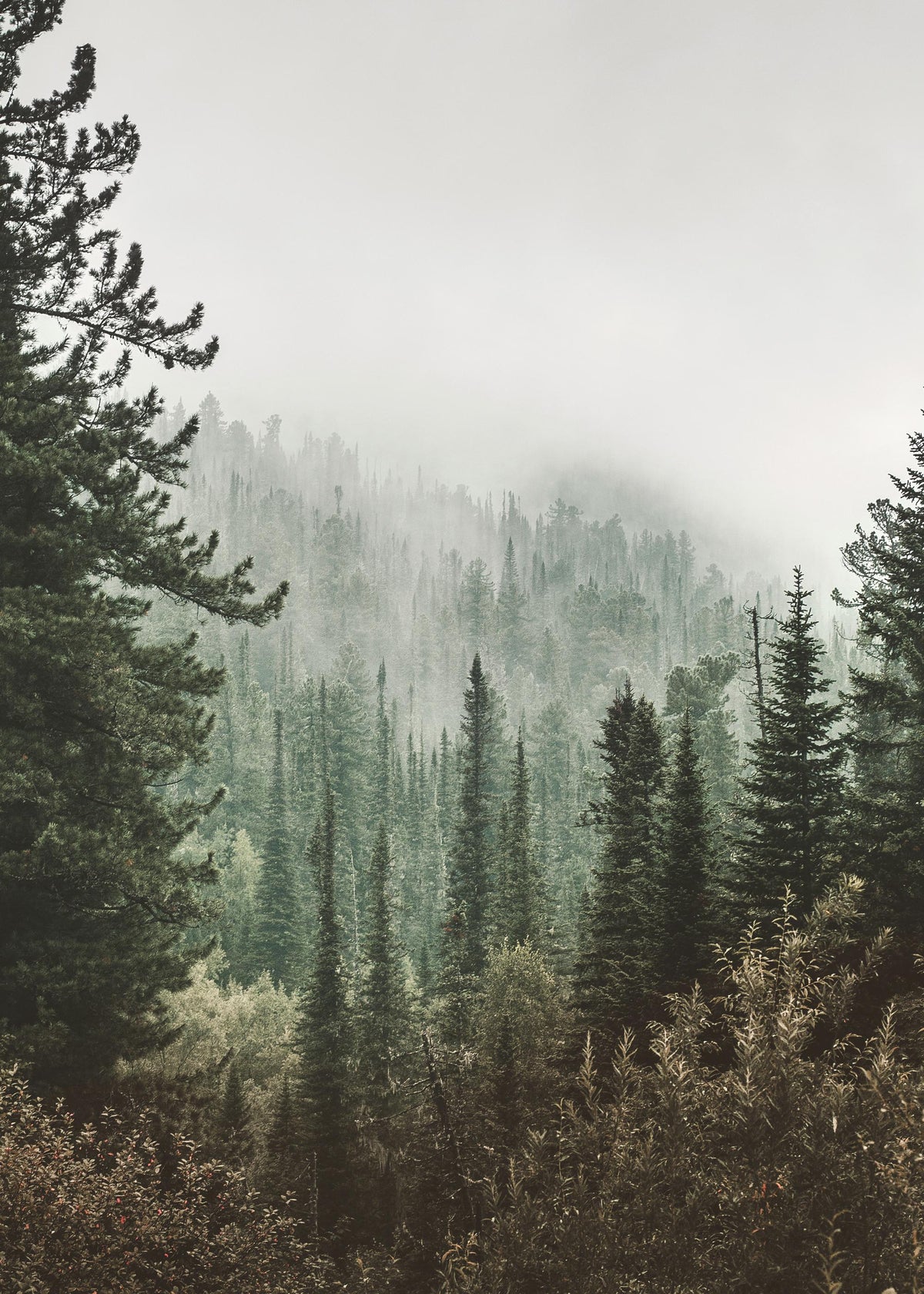 Deep Green Forest Print