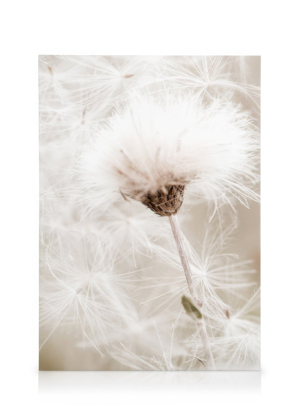 White Cotton Flower Canvas print