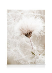 White Cotton Flower Canvas print