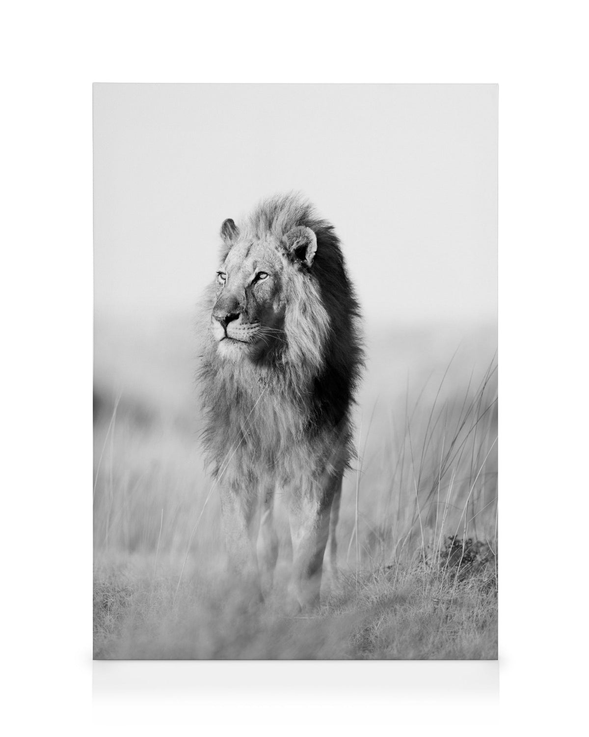 The King of the Jungle Canvas print