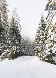 Coniferous Tree Road Print