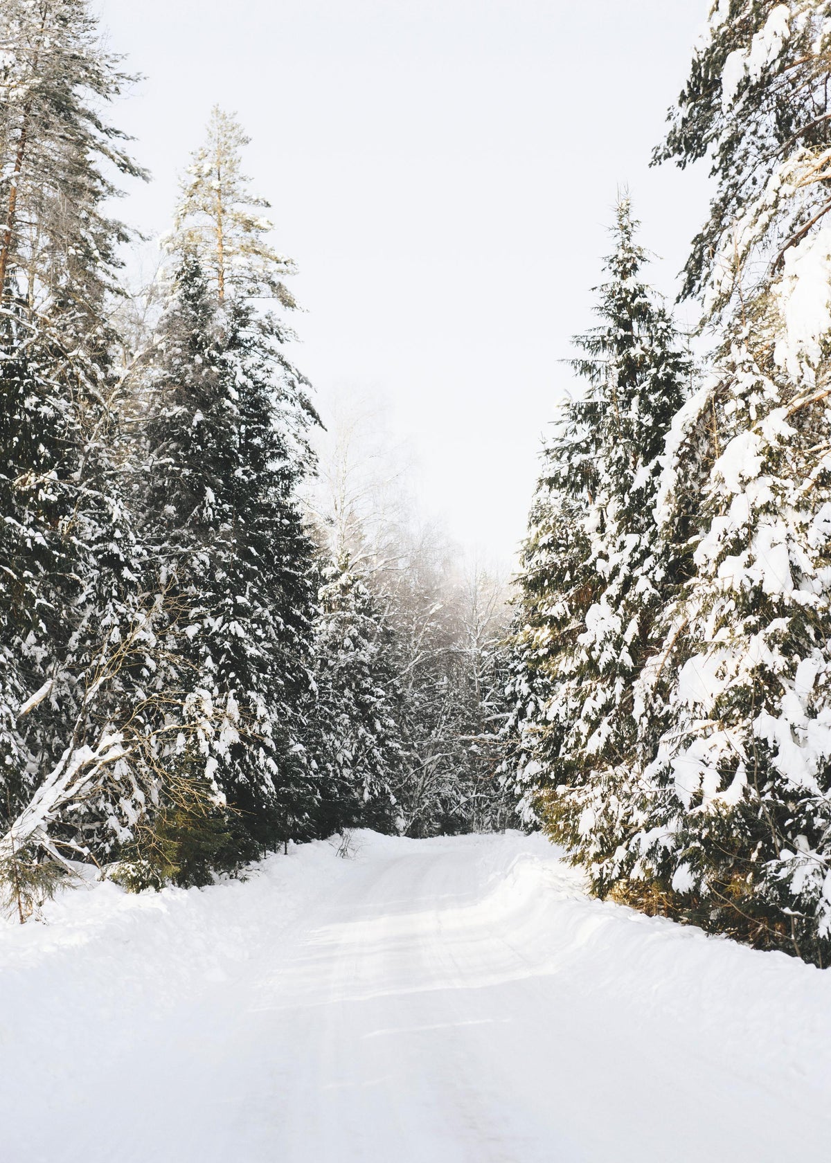 Coniferous Tree Road Print