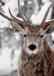 Winter Stag Print