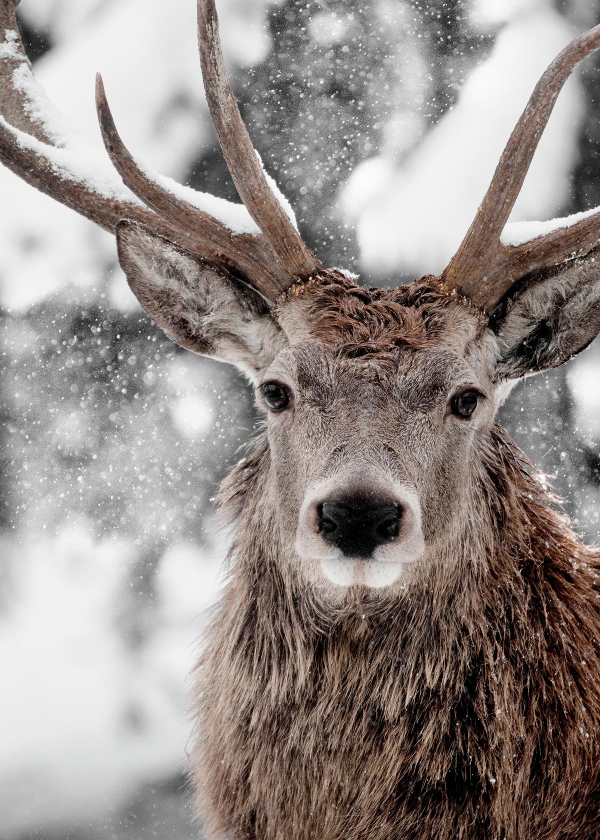 Winter Stag Print