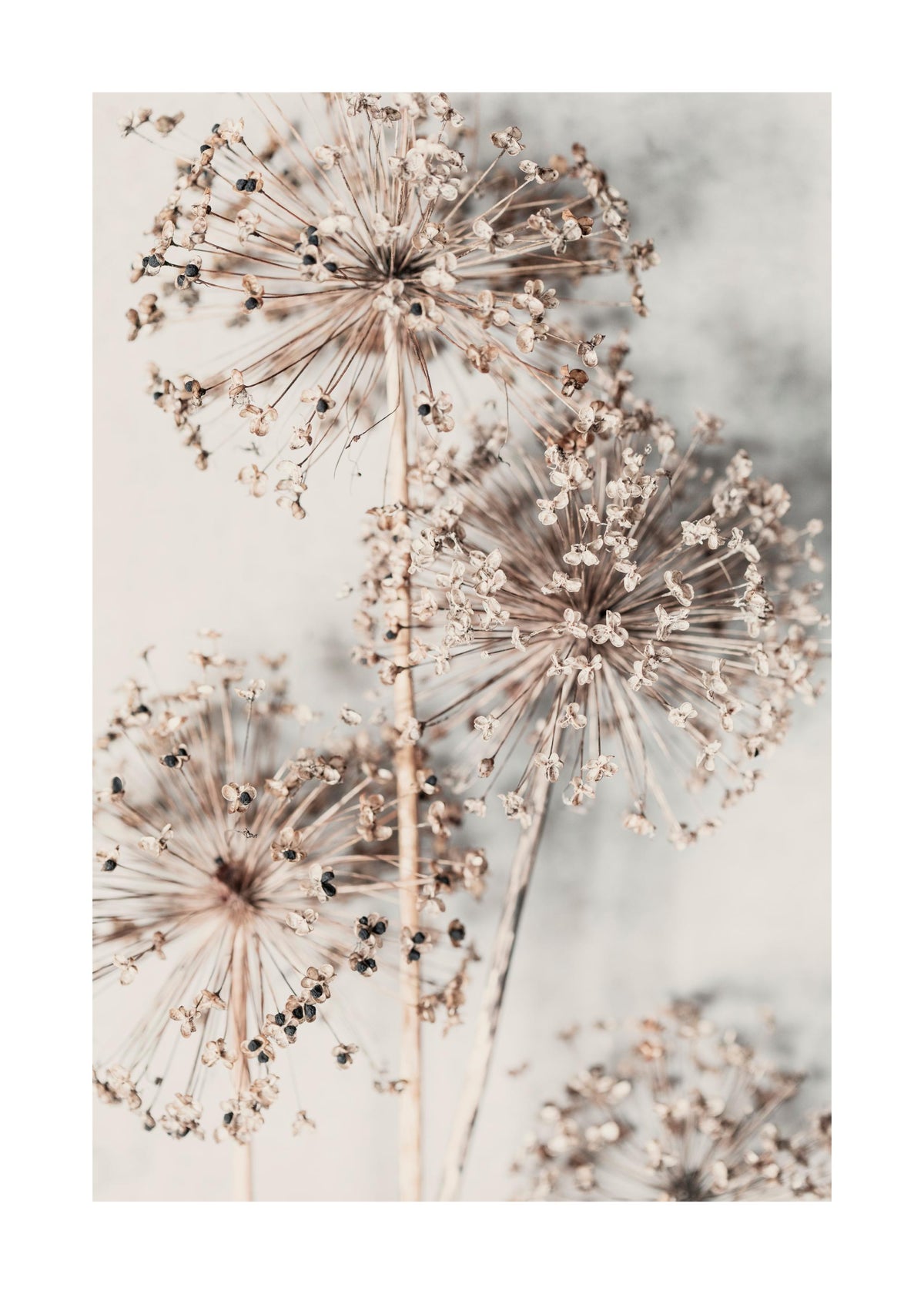 Autumn Allium Print