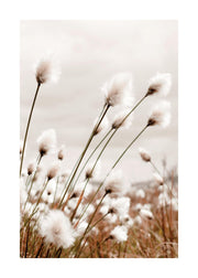 Moody Cottongrass Print