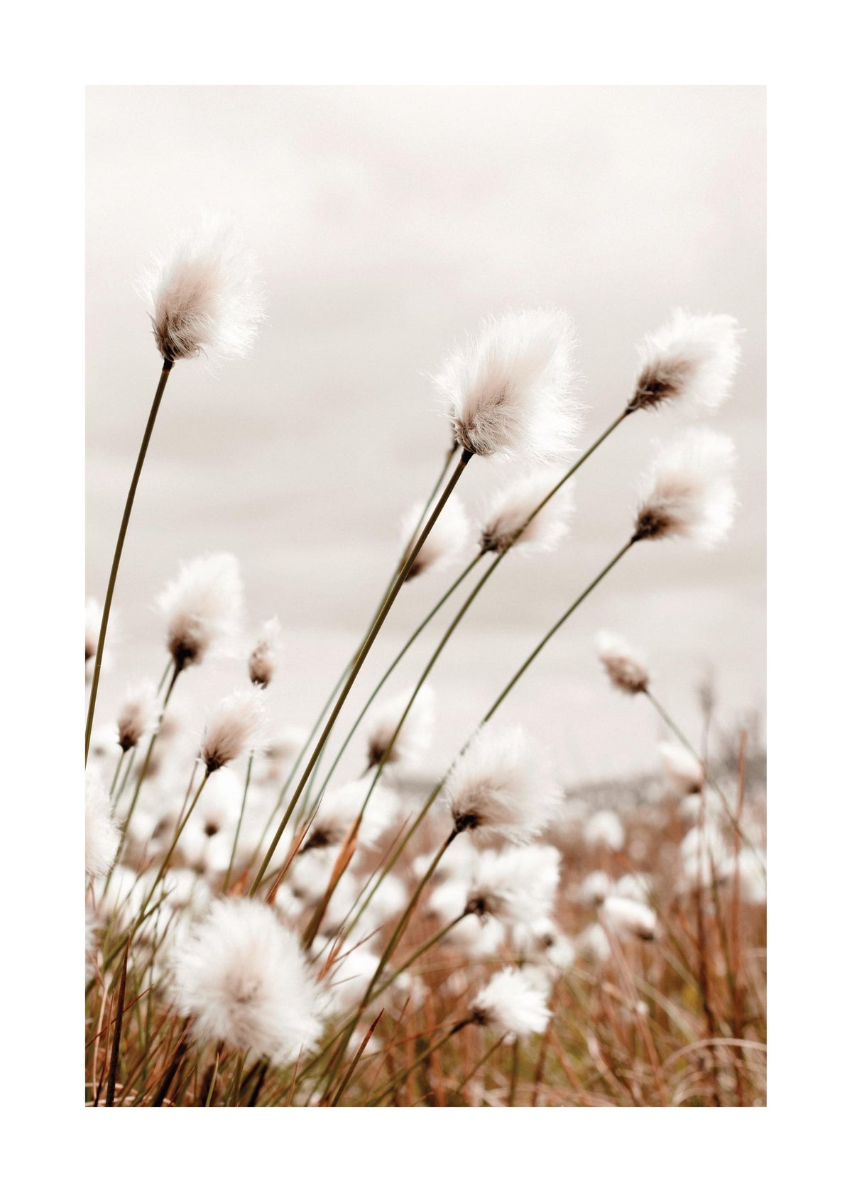Moody Cottongrass Print