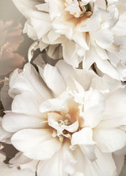 White Petals Print