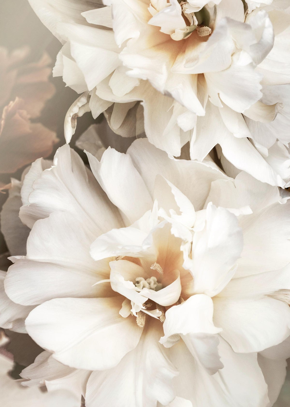 White Petals Print