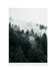 Pine Tree In The Fog Canvas print