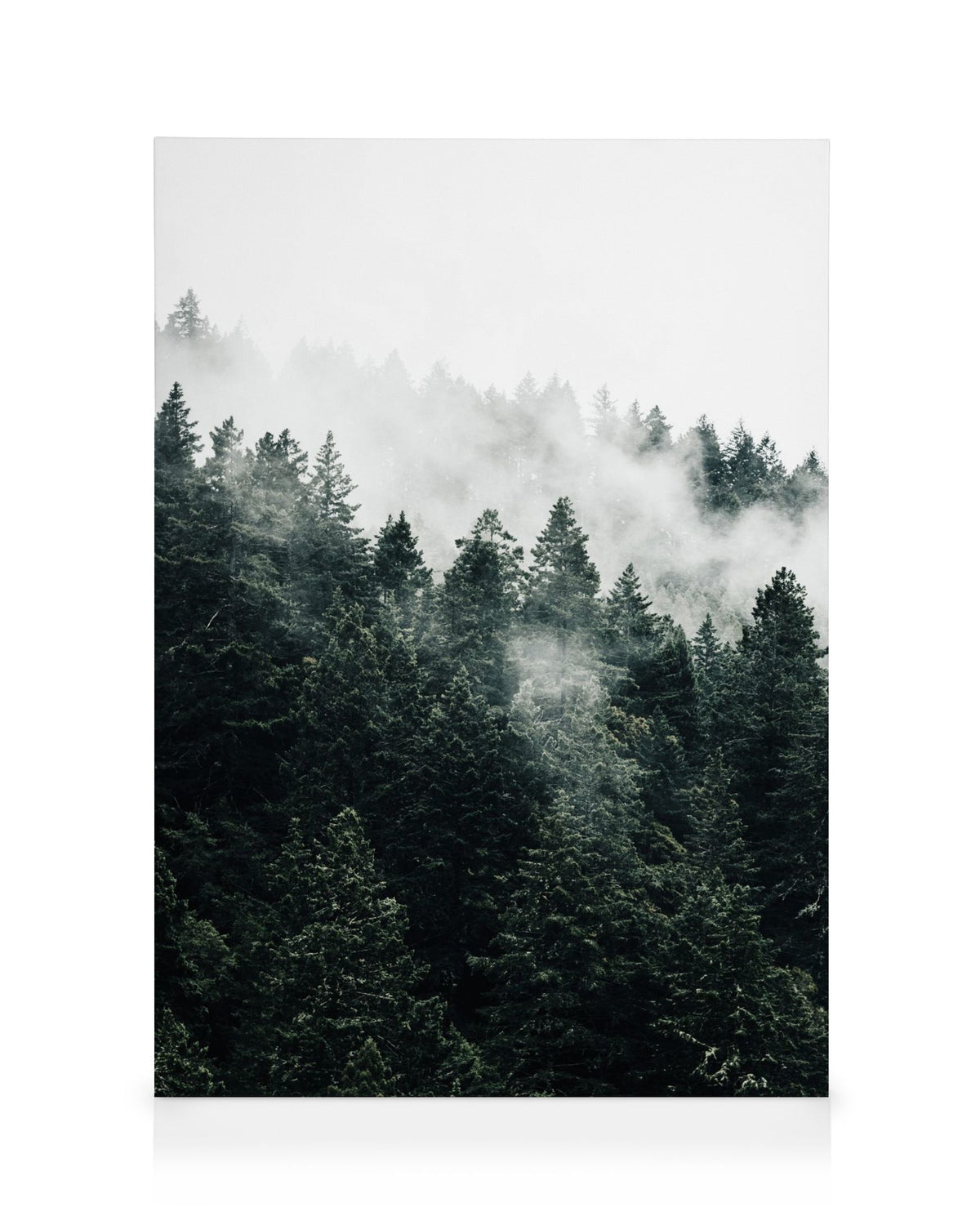 Pine Tree In The Fog Canvas print