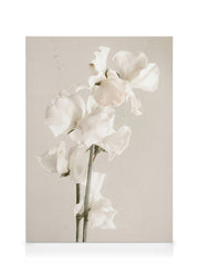 In Full Bloom Canvas print