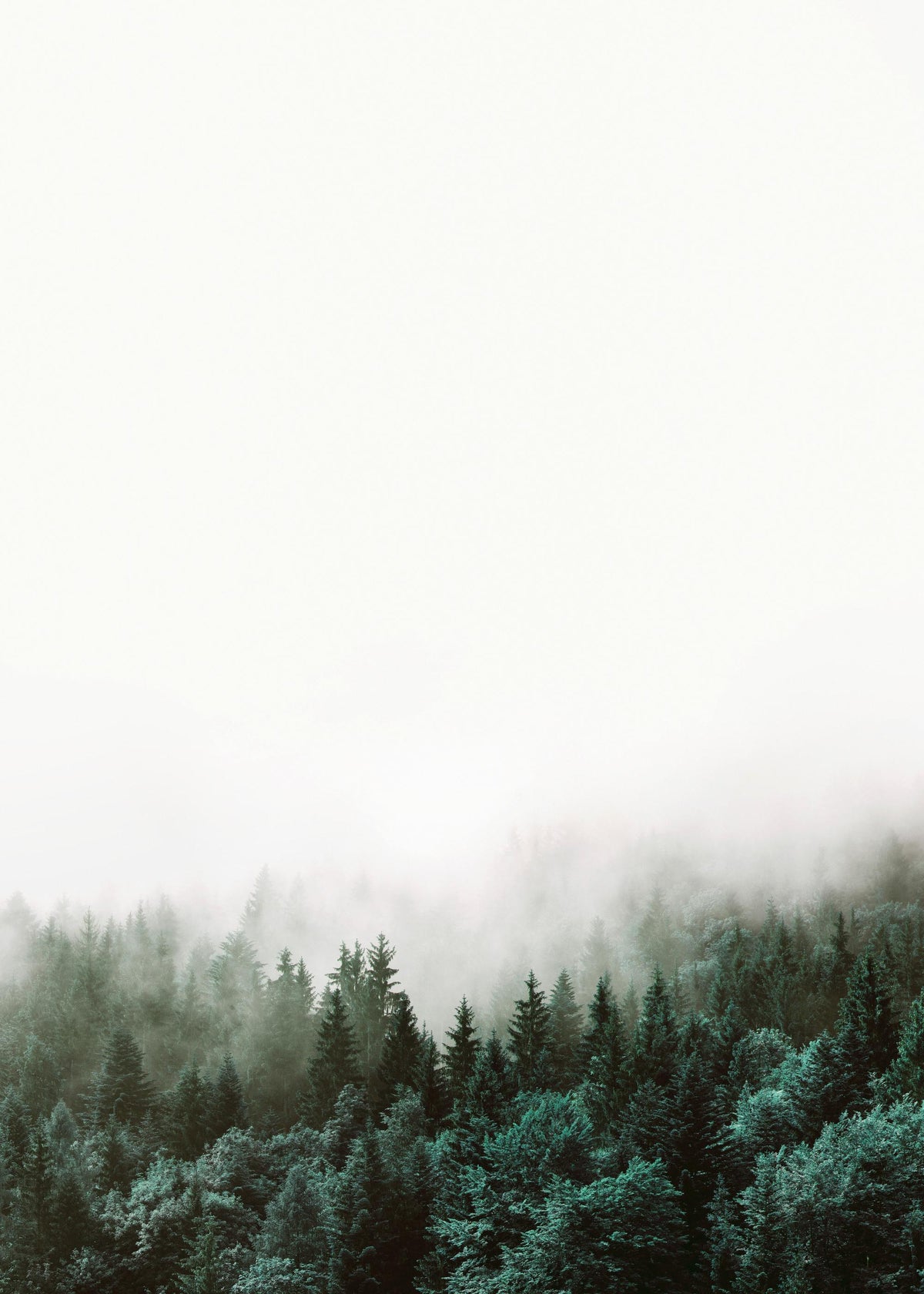 Forest, Prints