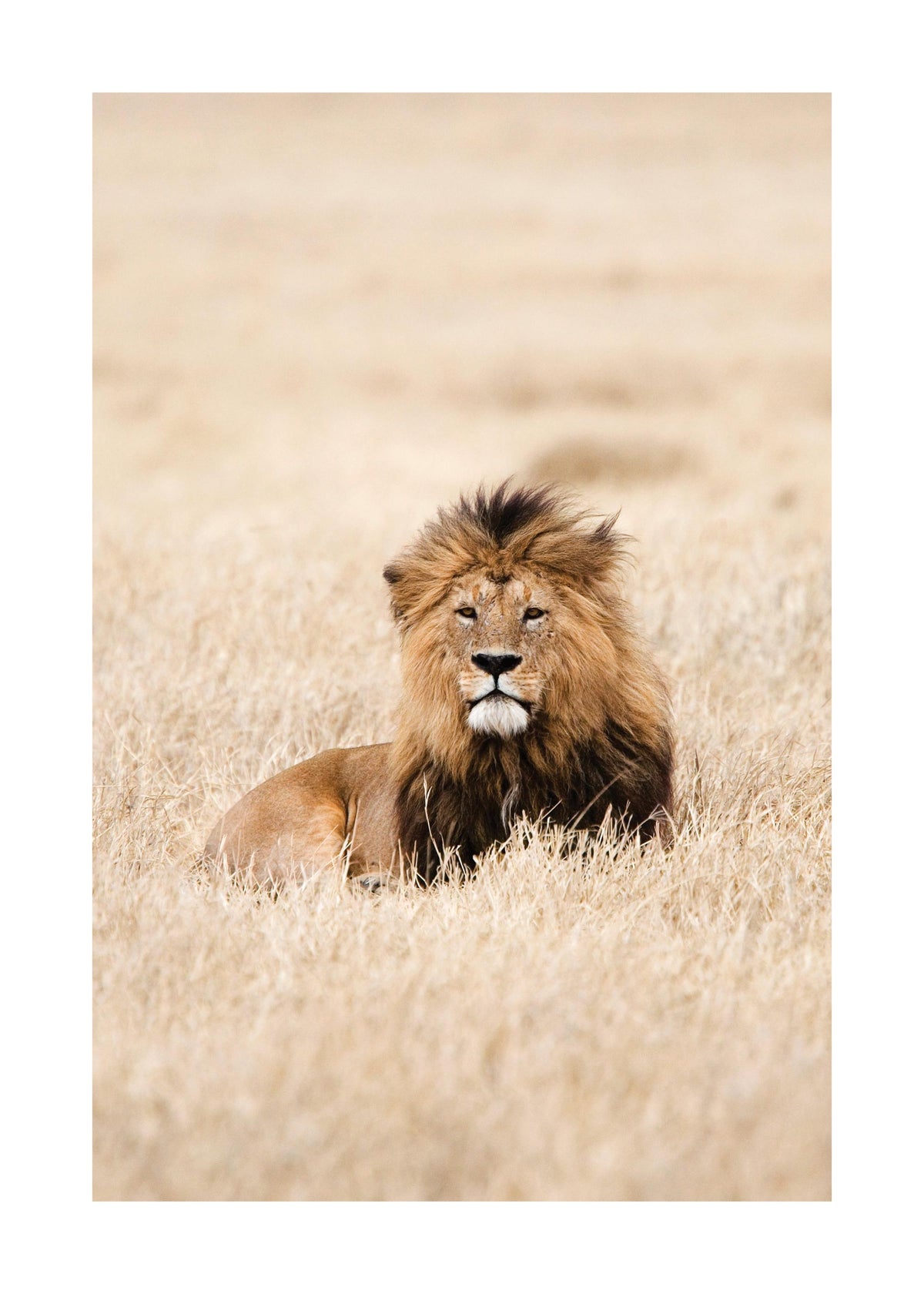 Lion King Print