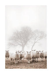 Sheep Herd Print