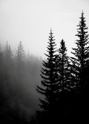 Tree Tops B&W Print
