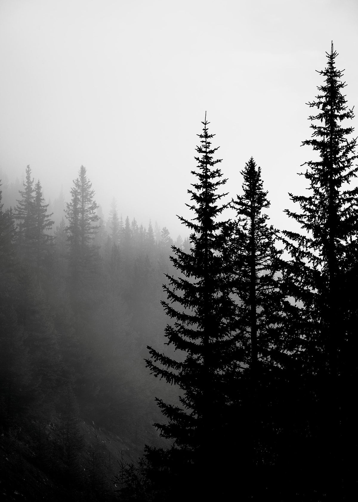 Tree Tops B&W Print
