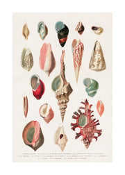 Vintage Seashells No1 Print