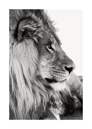 Lion Profile Print