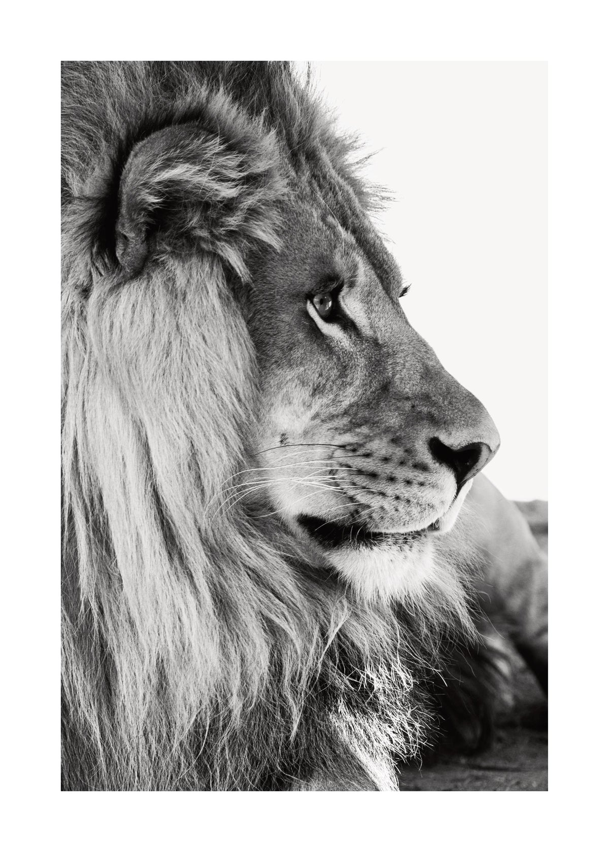 Lion Profile Print