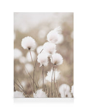 Cottongrass Canvas print