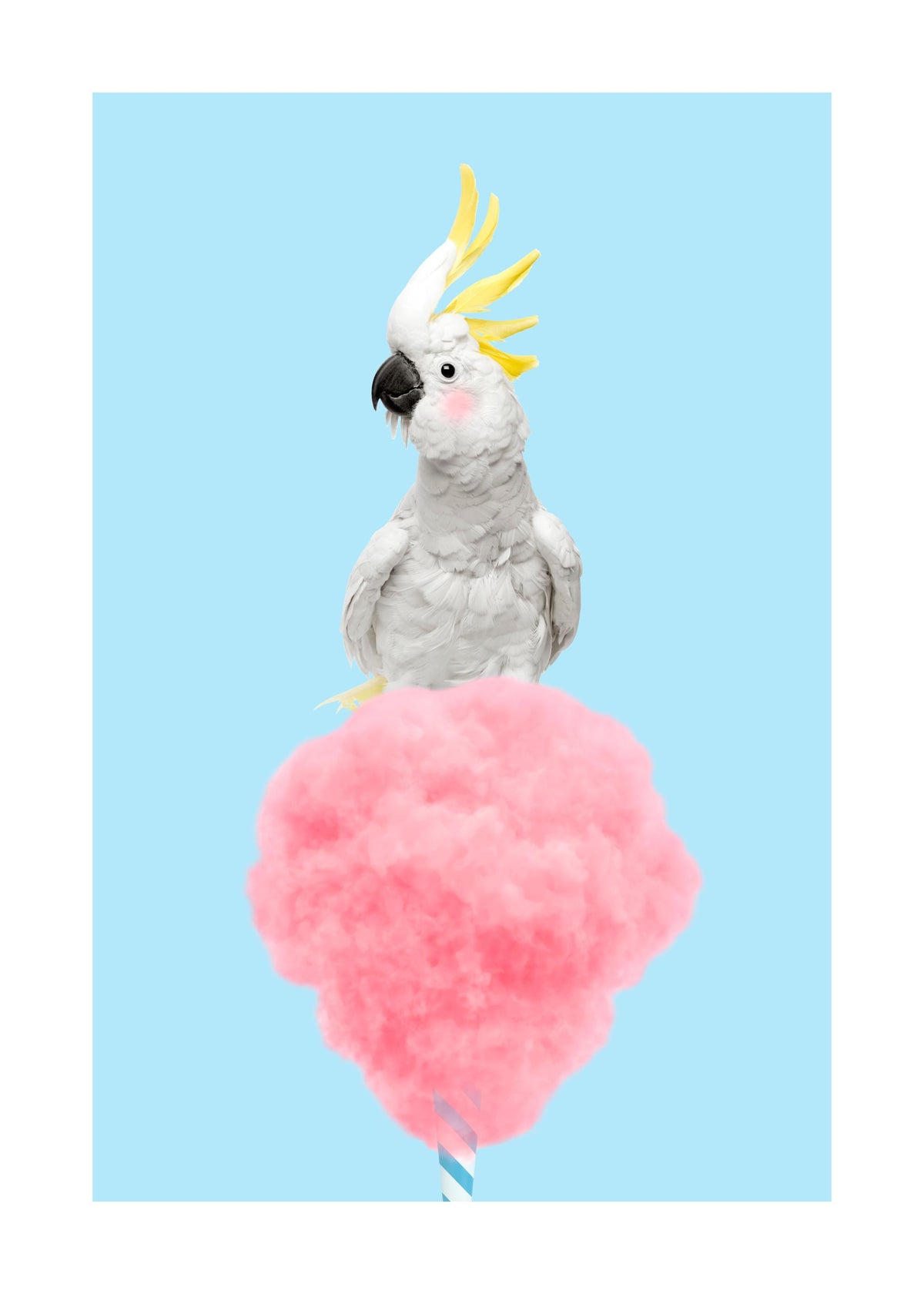 Cotton Candy Cockatoo Print