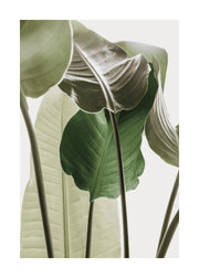 Strelitzia Plant No1 Print