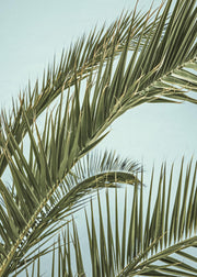 Tropical Palm Leaves Print