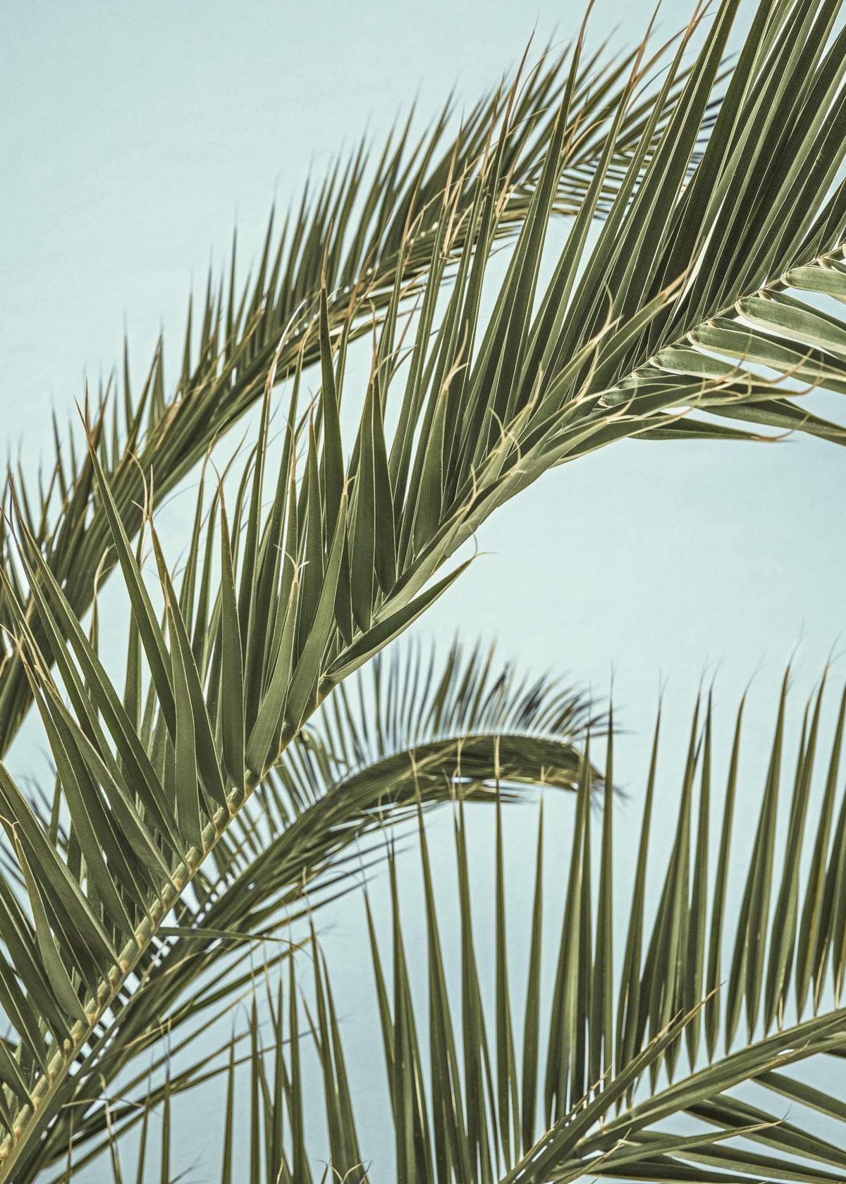 Tropical Palm Leaves Print