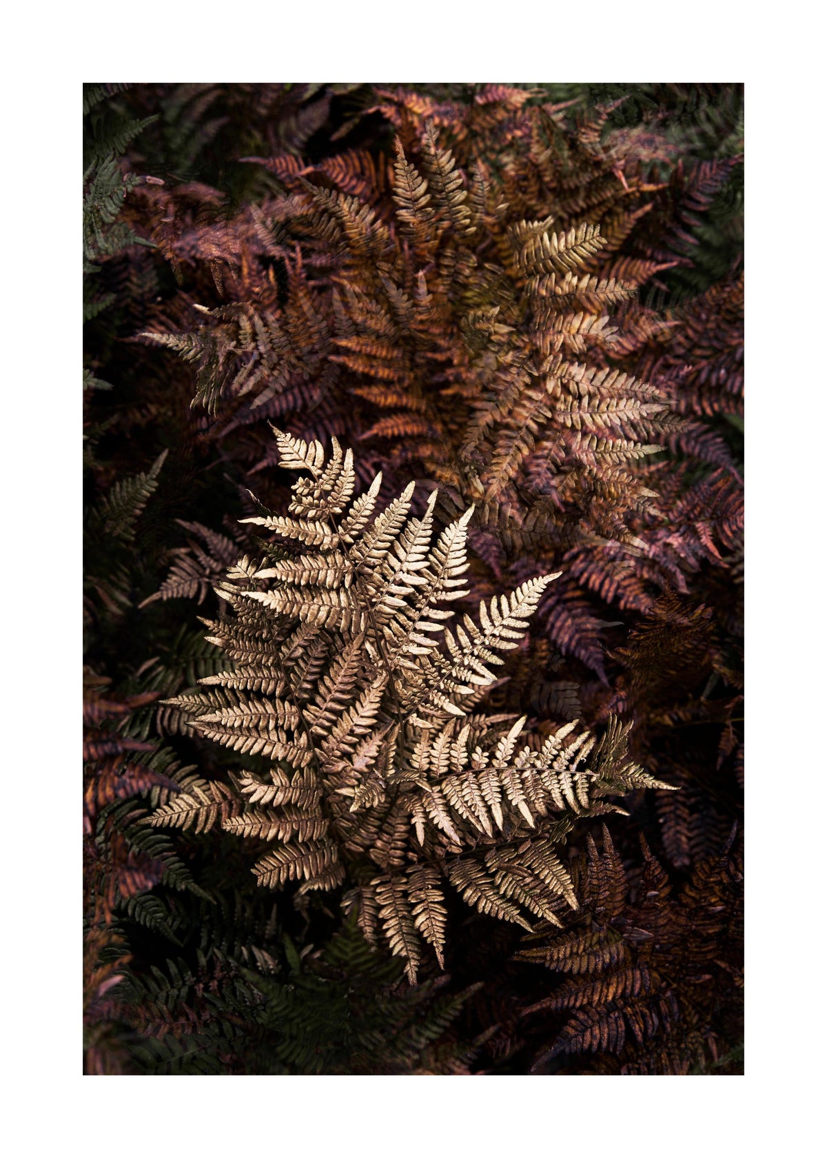 Golden Fern Print
