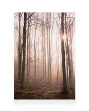 Forest in Fog Canvas print