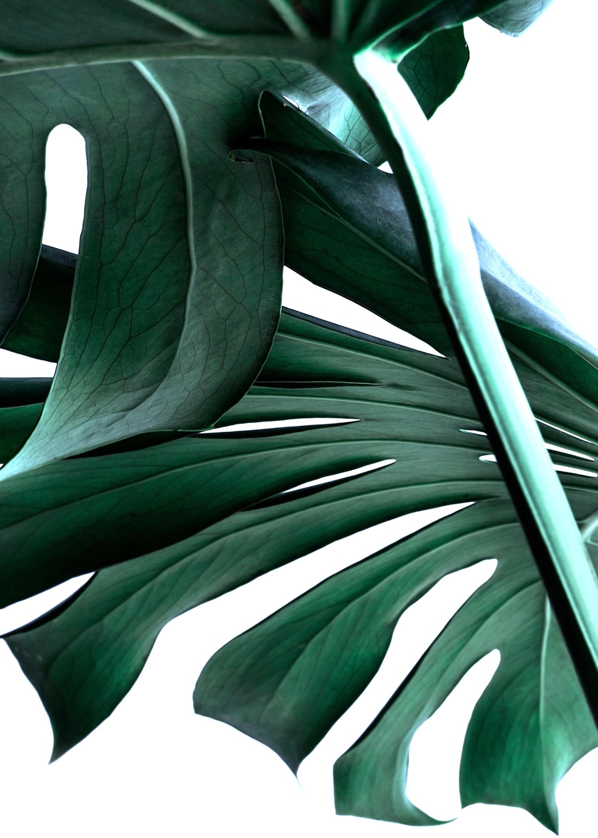 Big Monstera No.2 Print