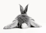 Bunny Behind Print