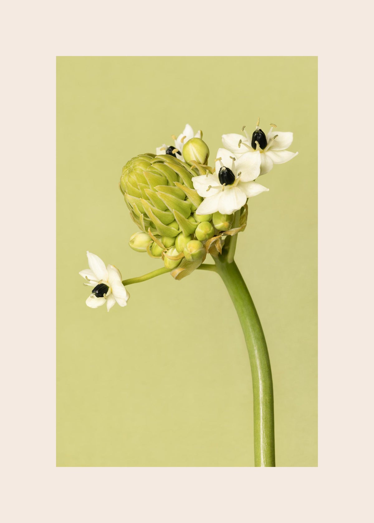 The Garden Star of Bethlehem Print