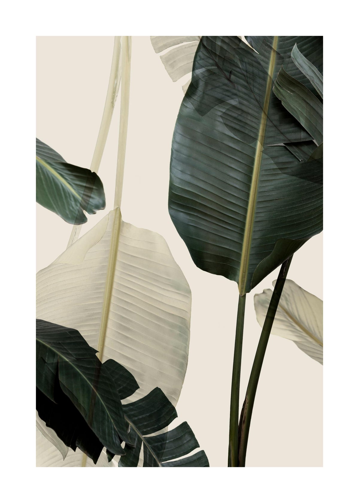 Banana Leaf Shades No1 Print