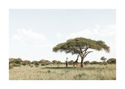Giraffes in Shadow Print
