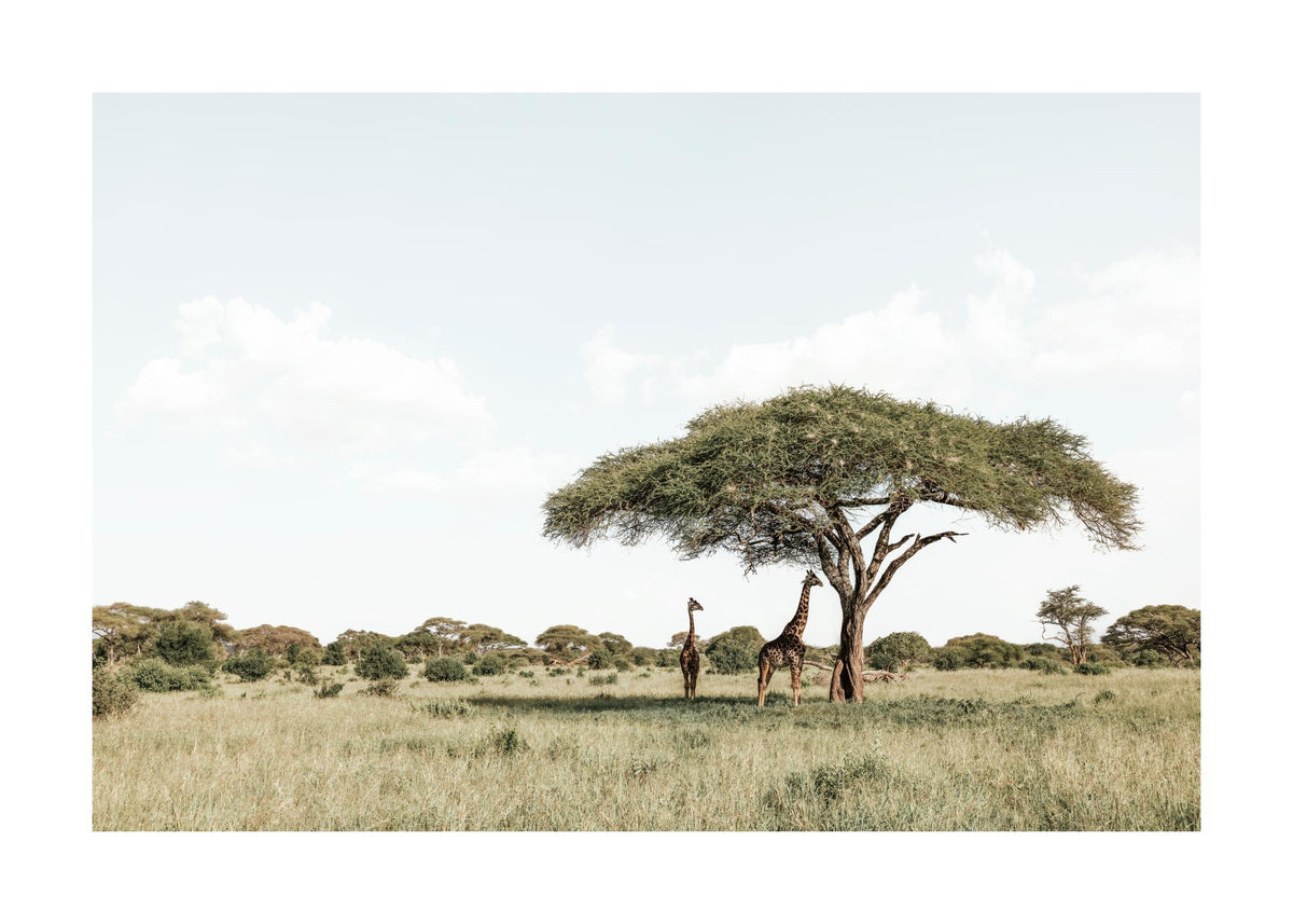 Giraffes in Shadow Print